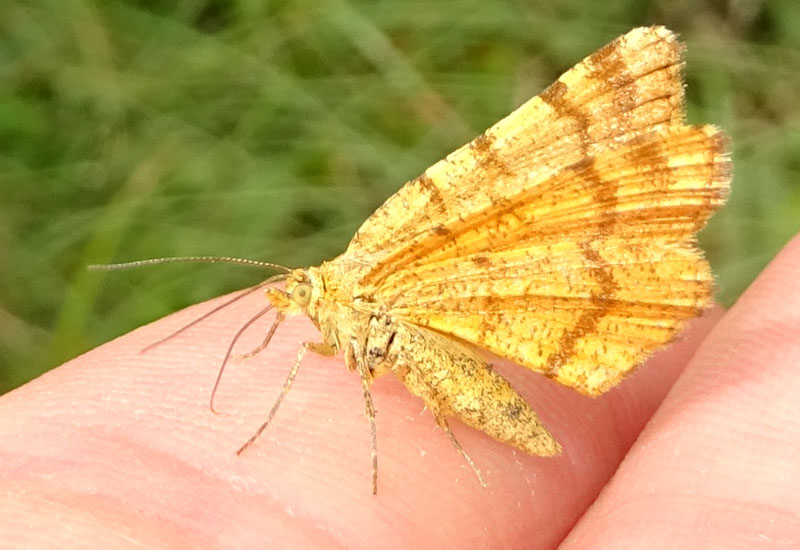 Macaria brunneata - Geometridae